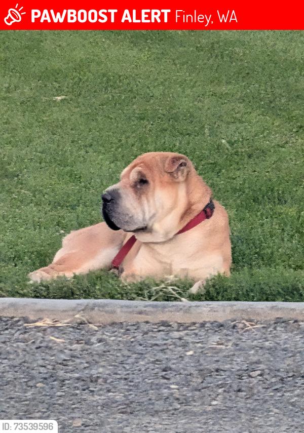 Lost Male Dog last seen Perkins Ave, Finley, WA 99337