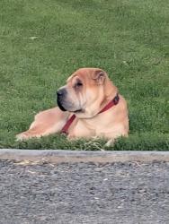Lost Male Dog last seen Perkins Ave, Finley, WA 99337