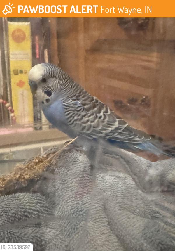 Found/Stray Male Bird last seen Illinois Road, Fort Wayne, IN 46804