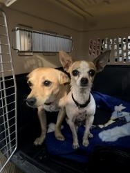 Found/Stray Male Dog last seen By N 27th & W Almeria Rd. Phoenix, Phoenix, AZ 85008