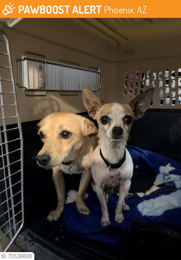 Found/Stray Male Dog last seen By N 27th & W Almeria Rd. Phoenix, Phoenix, AZ 85008