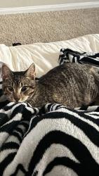 Lost Male Cat last seen Goodfellow dr, Spring, TX 77373