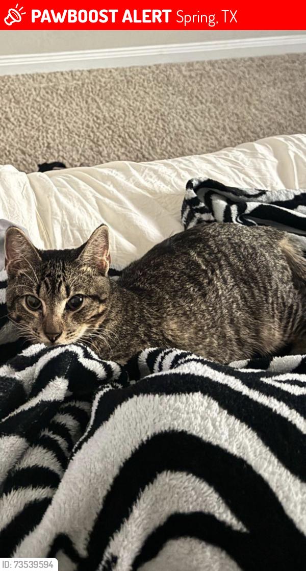 Lost Male Cat last seen Goodfellow dr, Spring, TX 77373