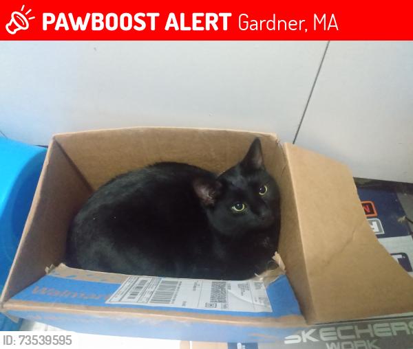 Lost Male Cat last seen Prospect st and Charles st, Gardner, MA 01440
