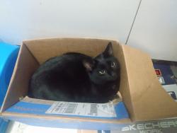 Lost Male Cat last seen Prospect st and Charles st, Gardner, MA 01440