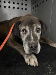 Shelter Stray Male Dog last seen Near BLOCK N PALM AVE FRESNO CA 93728, 5277 E Airways Blvd, Fresno, CA 93727, USA