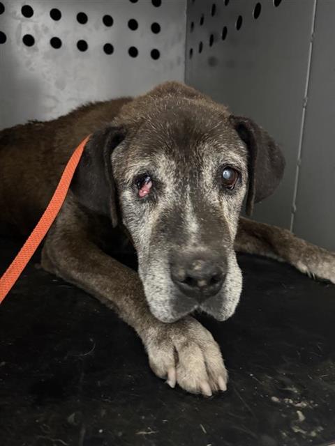 Shelter Stray Male Dog last seen Near BLOCK N PALM AVE FRESNO CA 93728, 5277 E Airways Blvd, Fresno, CA 93727, USA
