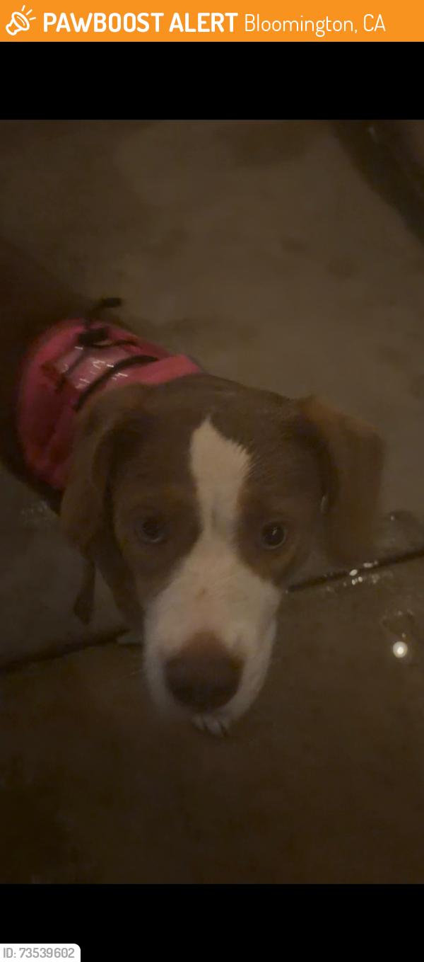 Found/Stray Female Dog last seen Bloomington and valley, Bloomington, CA 92316