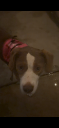 Found/Stray Female Dog last seen Bloomington and valley, Bloomington, CA 92316