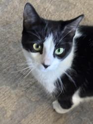 Lost Female Cat last seen Boulder beach campground, Boulder City, NV 89005