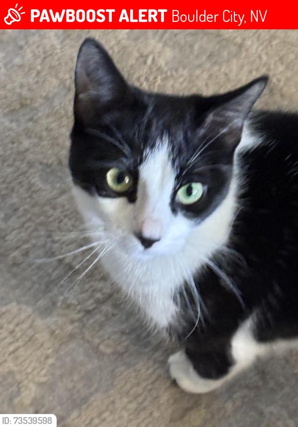 Lost Female Cat last seen Boulder beach campground, Boulder City, NV 89005