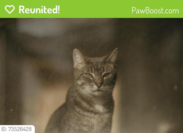 Reunited Female Cat last seen Edmondson and Shelley Street, Indianapolis, IN 46219