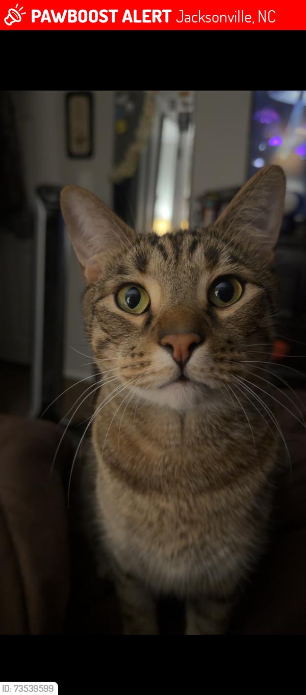 Lost Male Cat last seen Pond Lake Rd/Rocky Run, Jacksonville, NC 28546