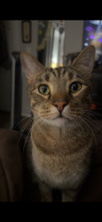 Lost Male Cat last seen Pond Lake Rd/Rocky Run, Jacksonville, NC 28546