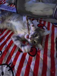 Reunited Female Cat last seen Near Benjamin Ln, Arlington, TX 76002, Arlington, TX 76002