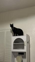 Lost Female Cat last seen Star bucks down the road, Pasadena, CA 91106