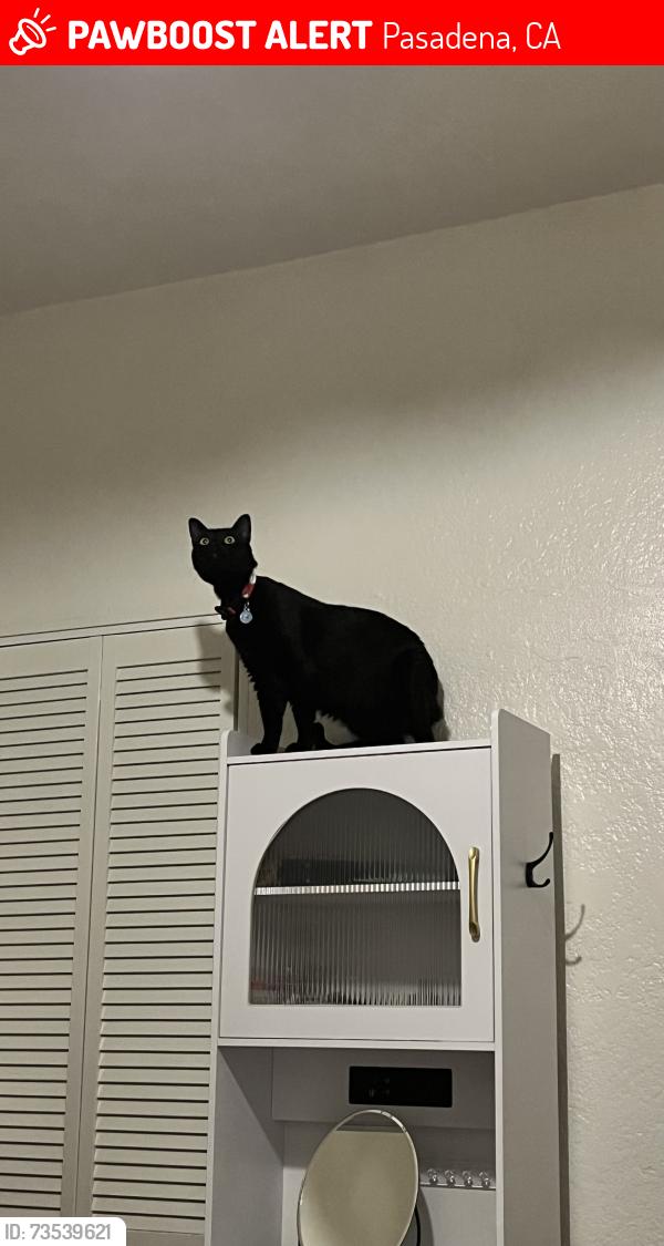 Lost Female Cat last seen Star bucks down the road, Pasadena, CA 91106