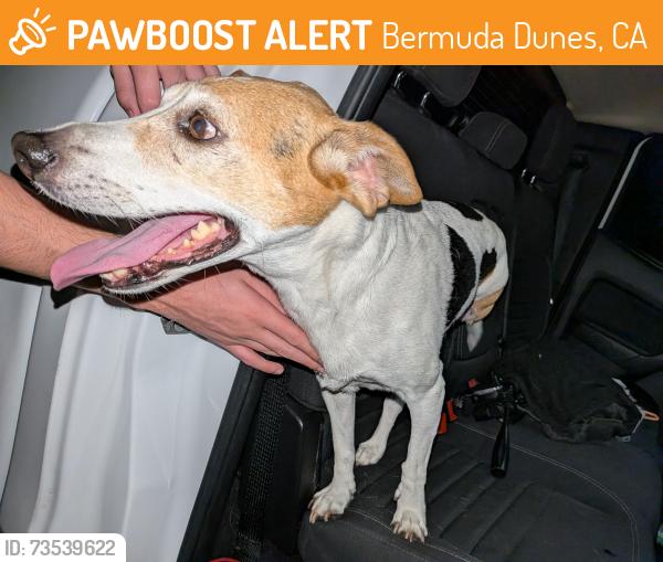 Found/Stray Male Dog last seen Saint George, Bermuda Dunes, CA 92203