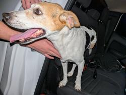 Found/Stray Male Dog last seen Saint George, Bermuda Dunes, CA 92203