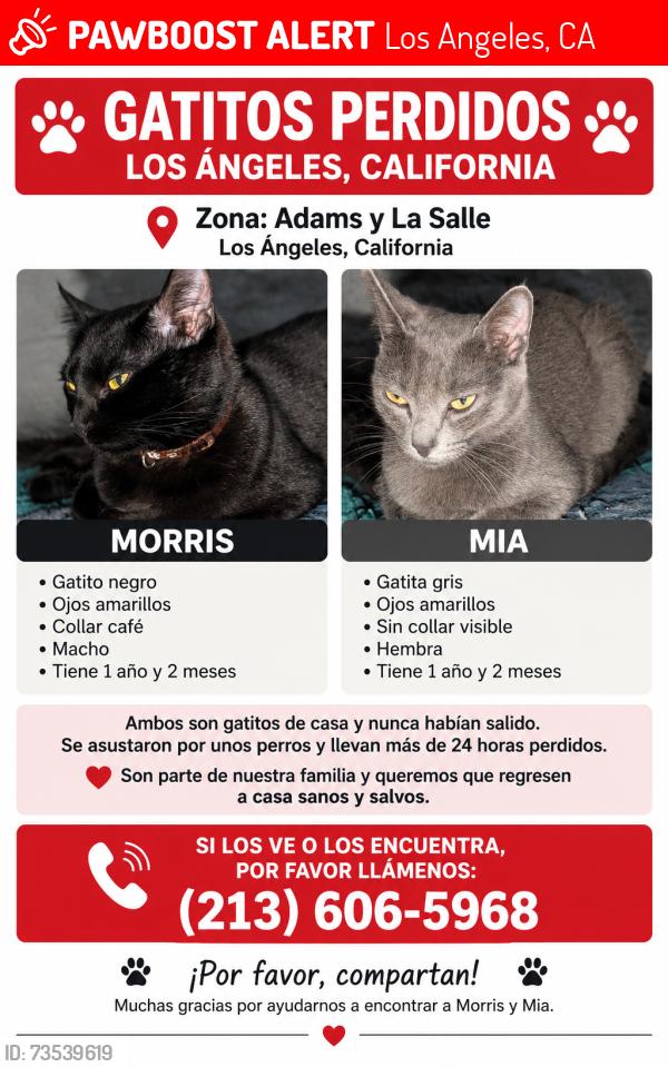 Lost Female Cat last seen Adams blvd y w 25 th st, Los Angeles, CA 90018