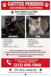 Lost Female Cat last seen Adams blvd y w 25 th st, Los Angeles, CA 90018