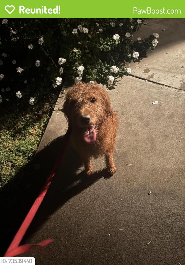Reunited Unknown Dog last seen Chuckwagon Dr Bridgeford Dr, Sacramento, CA 95834