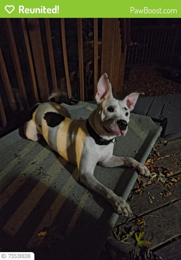Reunited Unknown Dog last seen Near w 10th ave, Lakewood, CO 80214