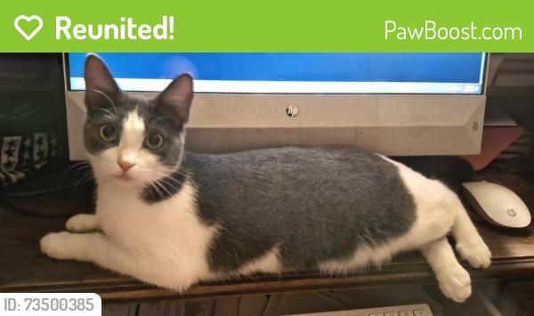 Reunited Female Cat last seen Bluestarr RSU American Legion, Claremore, OK 74017