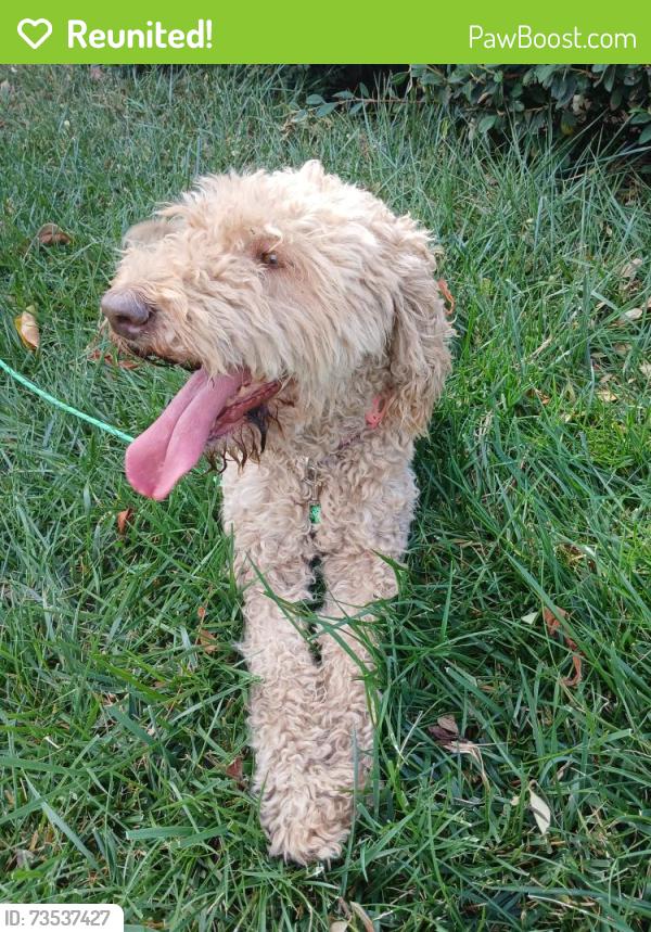 Reunited Female Dog last seen Perris Blvd, Moreno Valley, CA 92557