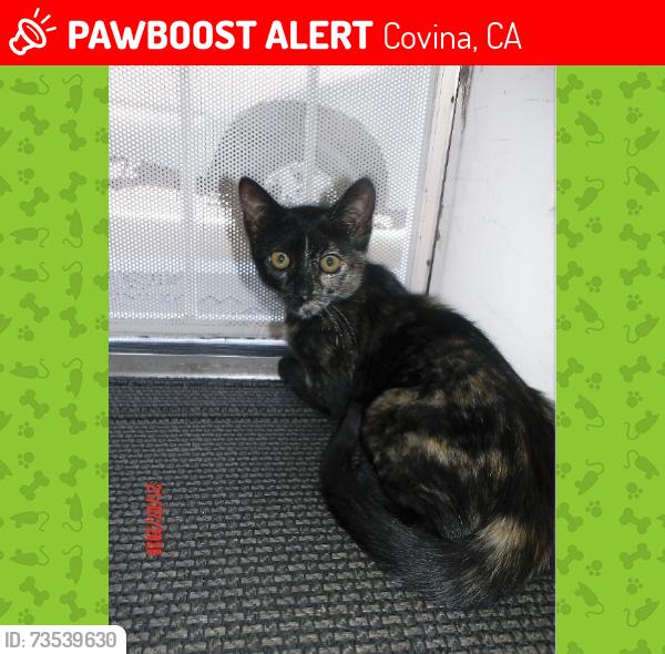 Lost Female Cat last seen Badillo and sunflower, Covina, CA 91724