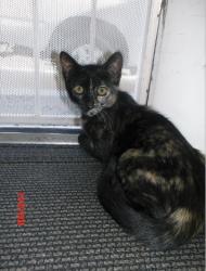 Lost Female Cat last seen Badillo and sunflower, Covina, CA 91724
