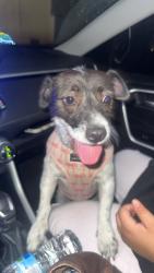 Reunited Female Dog last seen Sepúlveda ave and 48th st, San Bernardino, CA 92407