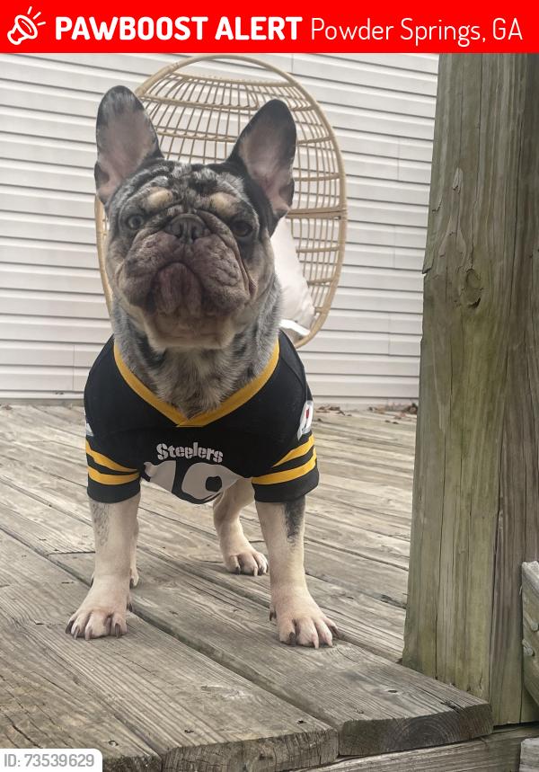Lost Female Dog last seen Brownsville road, Powder Springs, GA 30127