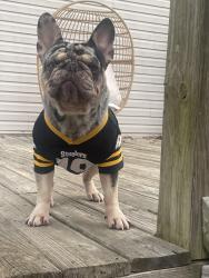Lost Female Dog last seen Brownsville road, Powder Springs, GA 30127