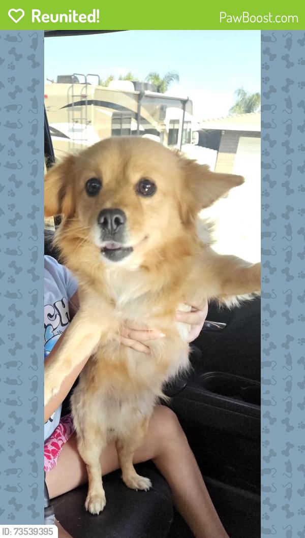 Reunited Male Dog last seen Reservoir and Curtis, Norco, CA 92860