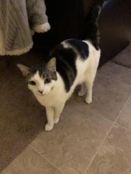 Reunited Male Cat last seen 47th Ave and Olive, Glendale, AZ 85302