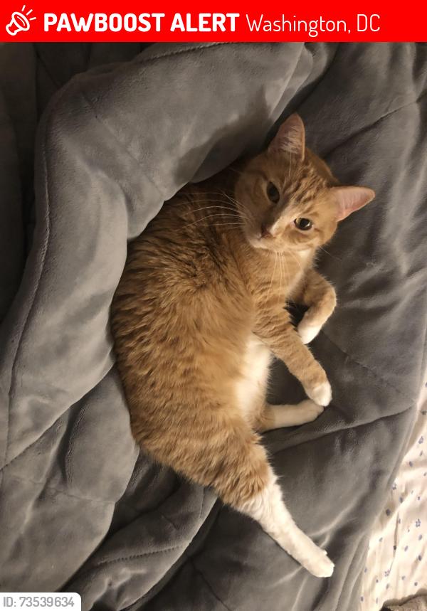 Lost Male Cat last seen Near and Florida Ave NW, Washington, DC 20009
