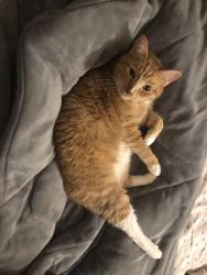 Lost Male Cat last seen Near and Florida Ave NW, Washington, DC 20009