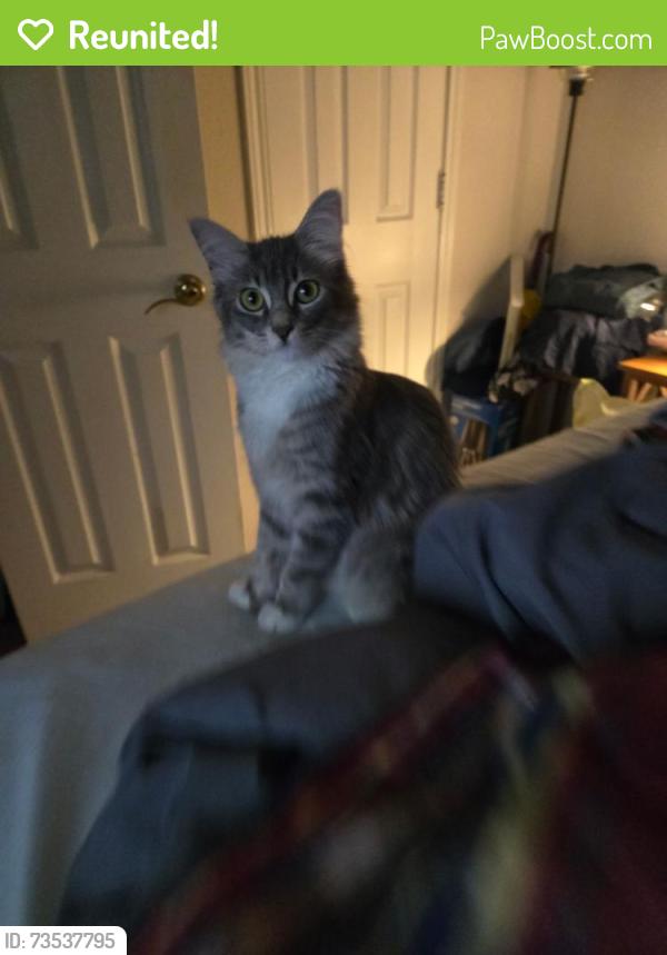 Reunited Female Cat last seen Red coat and Musket, Arlington, TX 76002