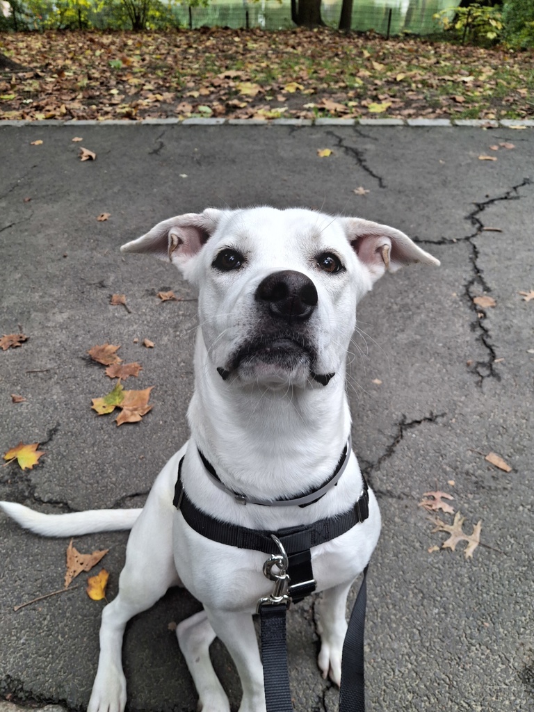 Shelter Stray Female Dog last seen Near E 21st Street, NEW YORK, NY, 10010, 326 E 110th St, New York, NY 10029, USA