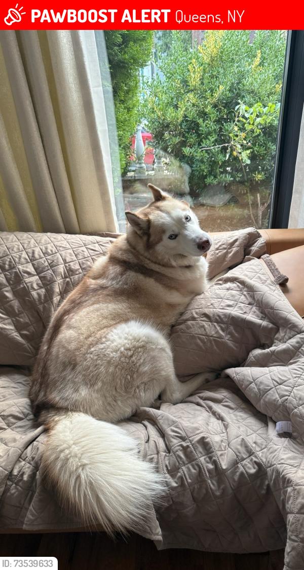 Lost Male Dog last seen 200th st 104th ave, Queens, NY 11412