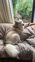 Lost Male Dog last seen 200th st 104th ave, Queens, NY 11412