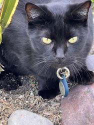 Found/Stray Male Cat last seen Red coach and Glenn arbor village park 2 enci., Encinitas, CA 92024