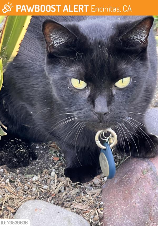 Found/Stray Male Cat last seen Red coach and Glenn arbor village park 2 enci., Encinitas, CA 92024