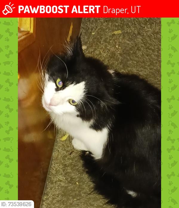 Lost Unknown Cat last seen Near Vestry Road, Draper, Utah (Draper Amphitheater), Draper, UT 84020