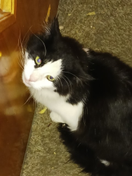 Lost Unknown Cat last seen Near Vestry Road, Draper, Utah (Draper Amphitheater), Draper, UT 84020