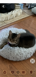 Lost Male Cat last seen LagneauX Rd & Breaux Rd, Lafayette, LA 70506