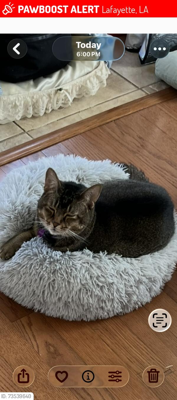 Lost Male Cat last seen LagneauX Rd & Breaux Rd, Lafayette, LA 70506