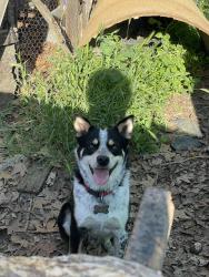 Lost Male Dog last seen S Del Ray Ave, Del Rey, CA 93616