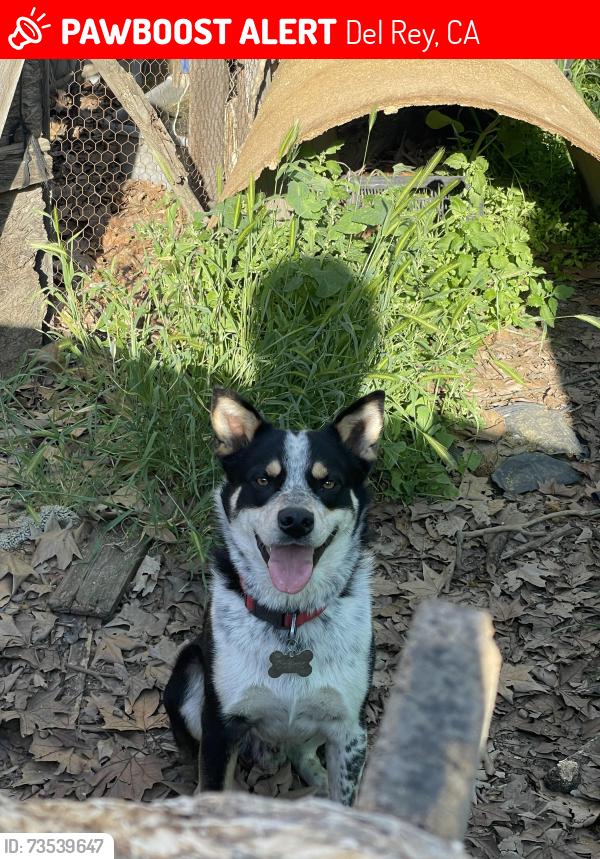 Lost Male Dog last seen S Del Ray Ave, Del Rey, CA 93616